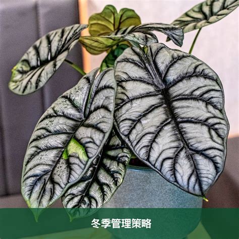 青龍植物照顧|青龍觀音蓮的魅力與養護指南 – 植物盆栽綠寶典